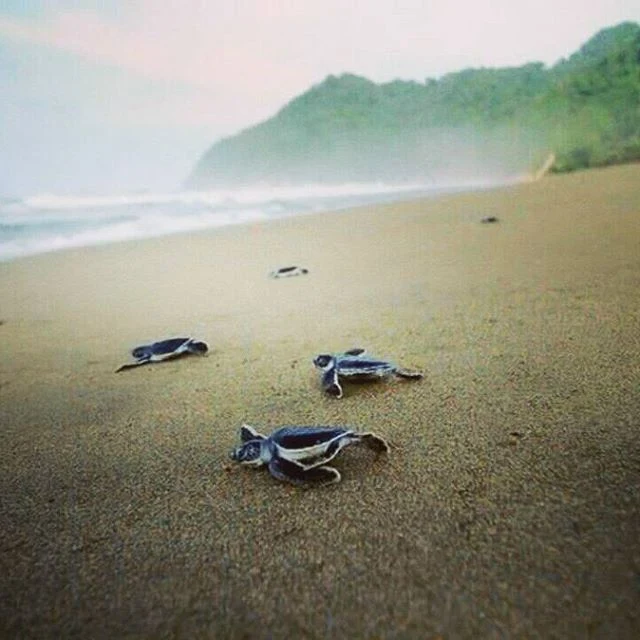 pantai sukamade beach