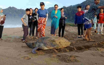 Pantai sukamade, sukamade turtle beach