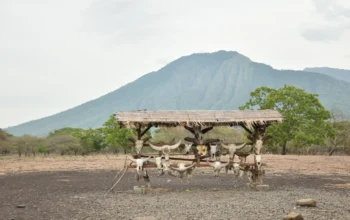 jeep wisata baluran banyuwangi