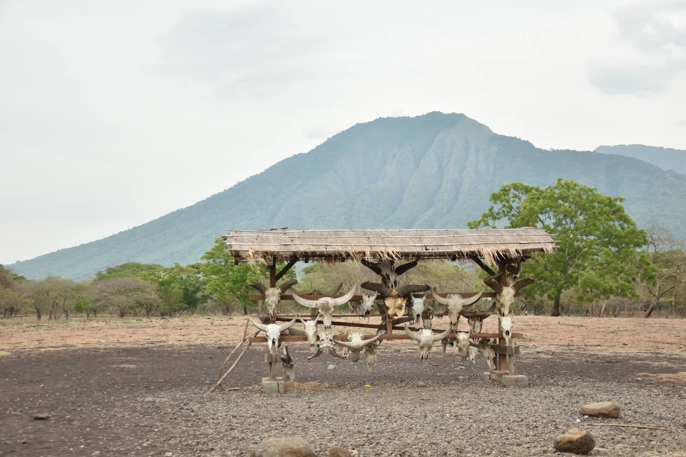 jeep wisata baluran banyuwangi