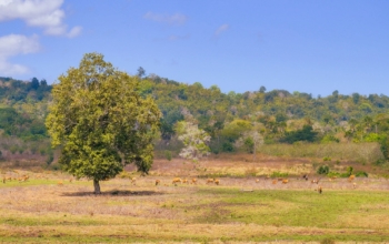 taman nasional alas purwo